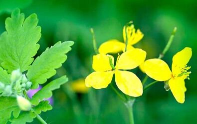 the use of celandine to remove warts