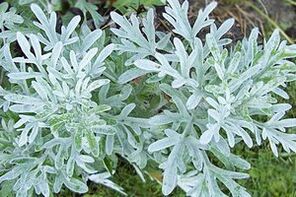 Wormwood tincture to get rid of papillomas