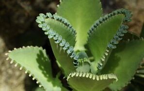 folk remedies to remove papilloma