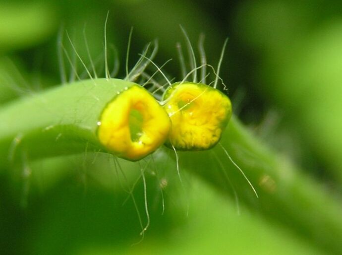 celandine herb to remove papilloma on the neck