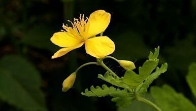 Removes warts with celandine